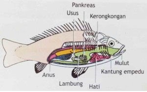 Macam Macam Sistem Pernafasan Respiratory Pada Binatang Saka Doci