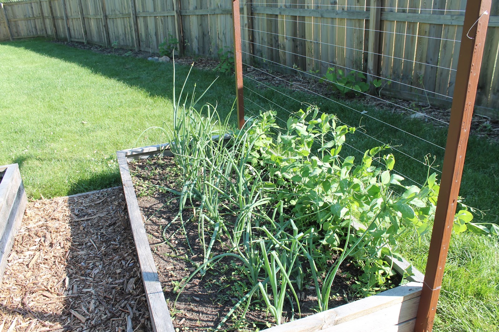The Invisible Trellis - An Inexpensive Raised-Bed Trellis System