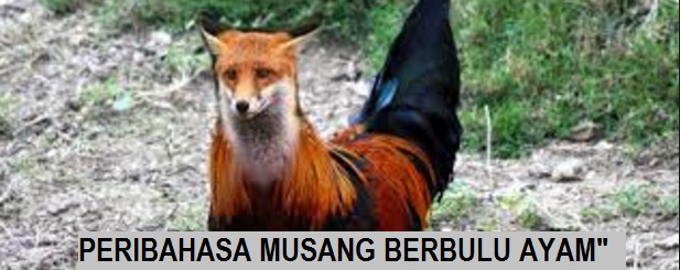 Sitnoolo Blogspot Com Tips Tanaman Musang Berbulu Ayam Sitnoolo Blogspot Com Sitnoolo Blogspot Com Sitnoolo Blogspot Com