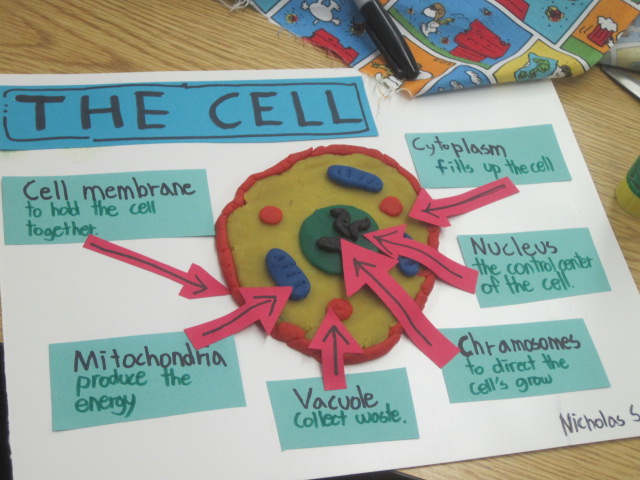 Inspired Class: Create 3D Animal Cells with Play Doh