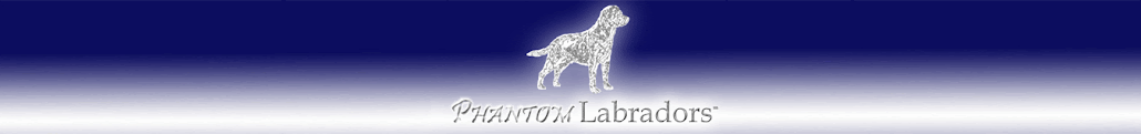 Silver Lab Adults at Phantom Labradors