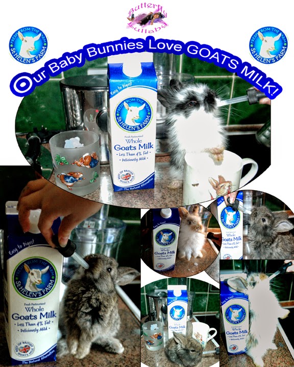 Butterfly Lullaby Sharon J Bainbridge Feed Baby Bunnies Goats Milk