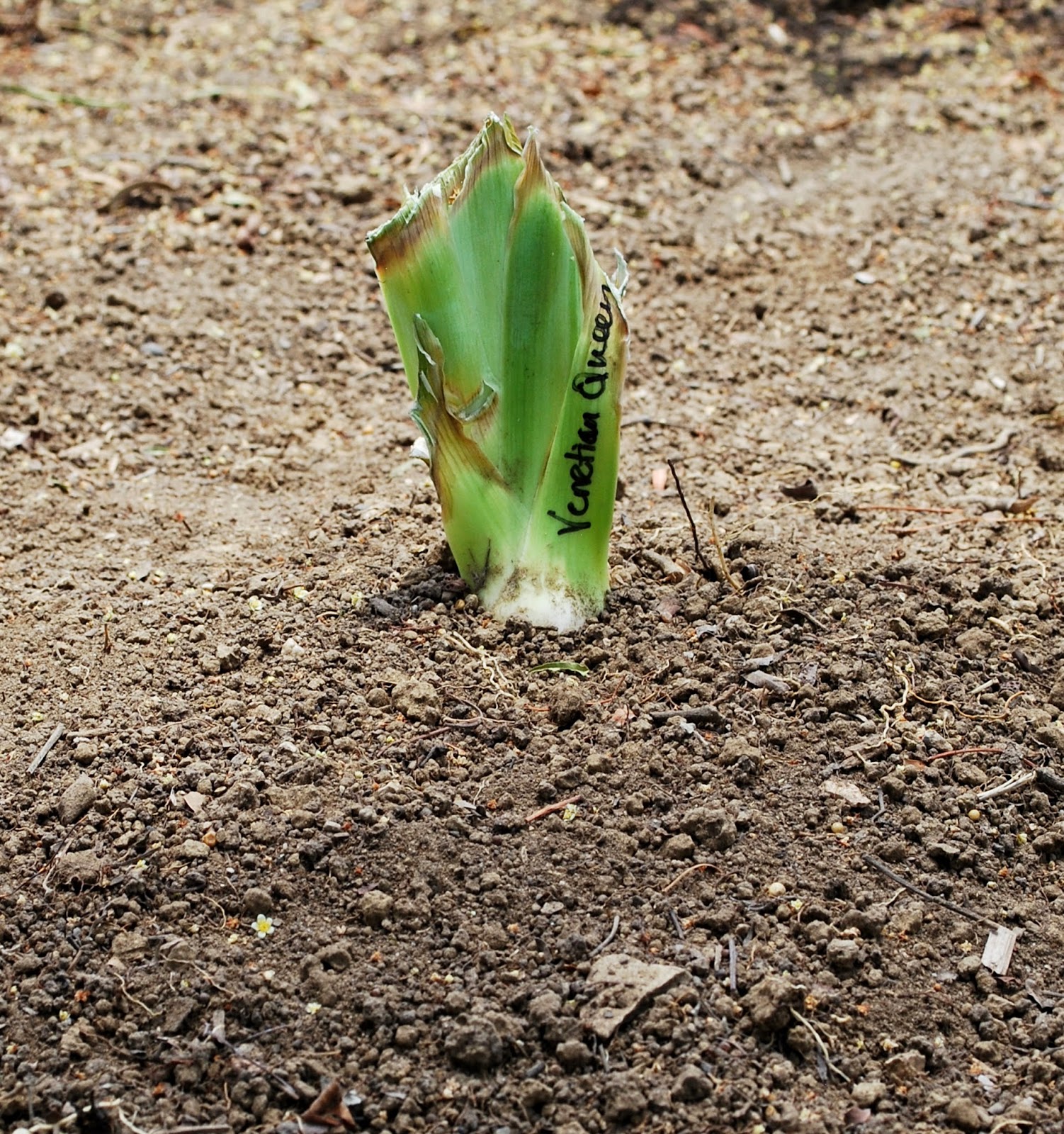 World of Irises How Deep Should I Plant My Irises?