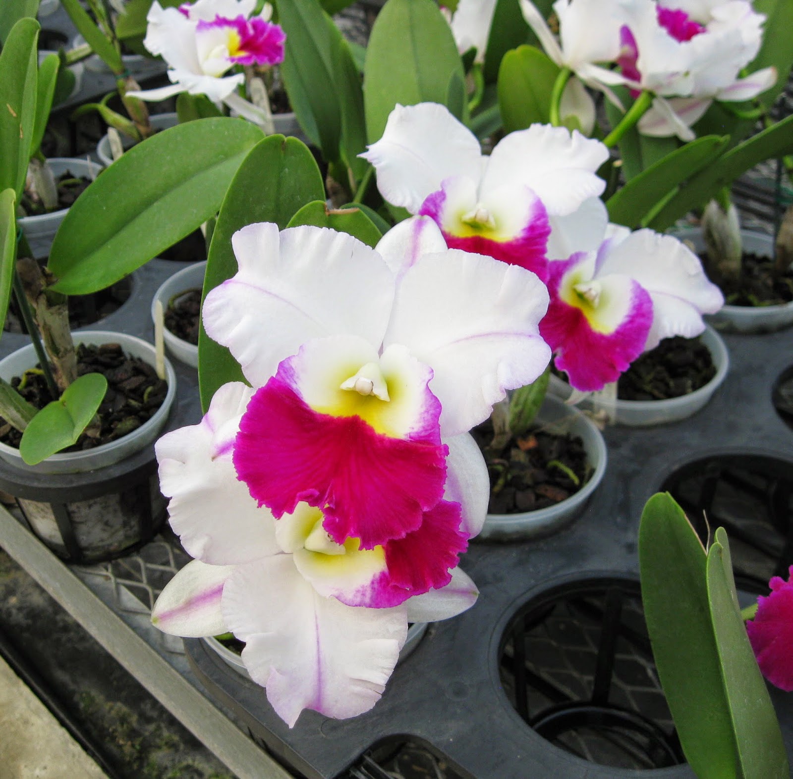 Blc. Mem. Anna Balmores orchid flowers Blc. Mem. Anna Balmores orchid flowers