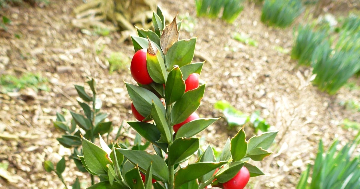 Dafad'sDays BUTCHER'S BROOM