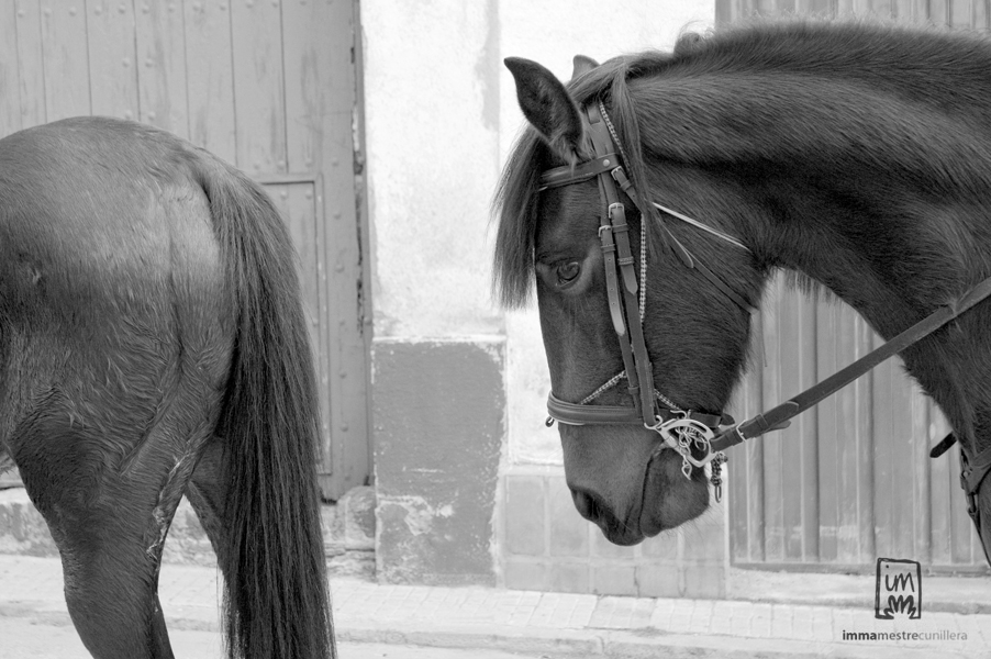 imatge de dos cavalls esperant que els diguin de seguir caminant
