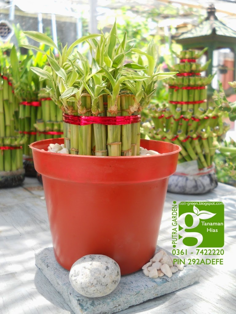 putra garden distributor tanaman bambu rejeki lucky putra garden distributor tanaman bambu rejeki lucky