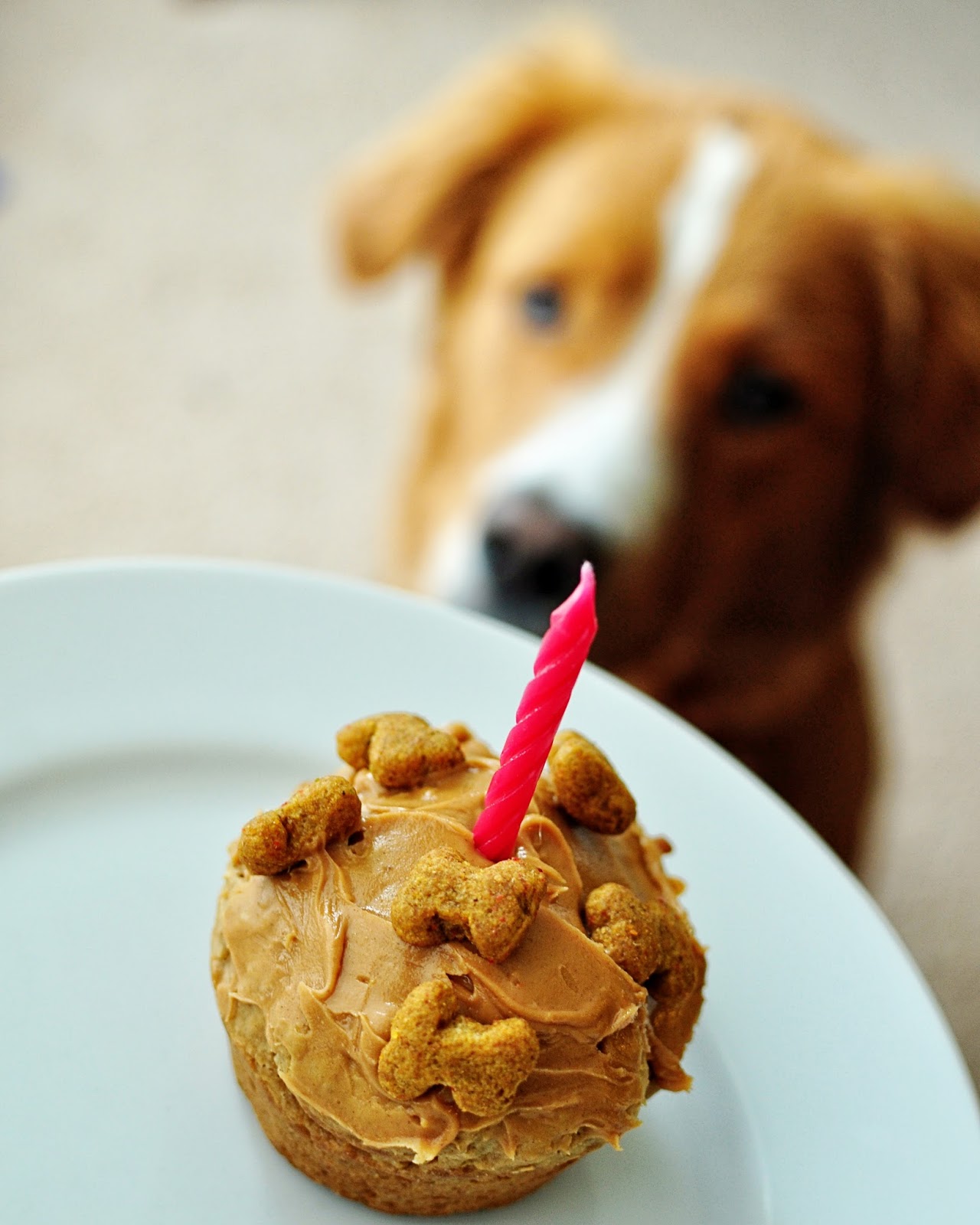 does petsmart have dog birthday cakes