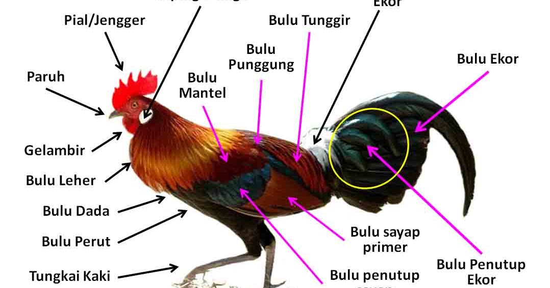 Tubuh Hewan dan Tumbuhan Rangkuman Pengetahuan Alam Lengkap
