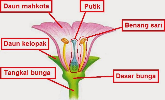 MUNAWI INSIDE: Bagian-Bagian Bunga