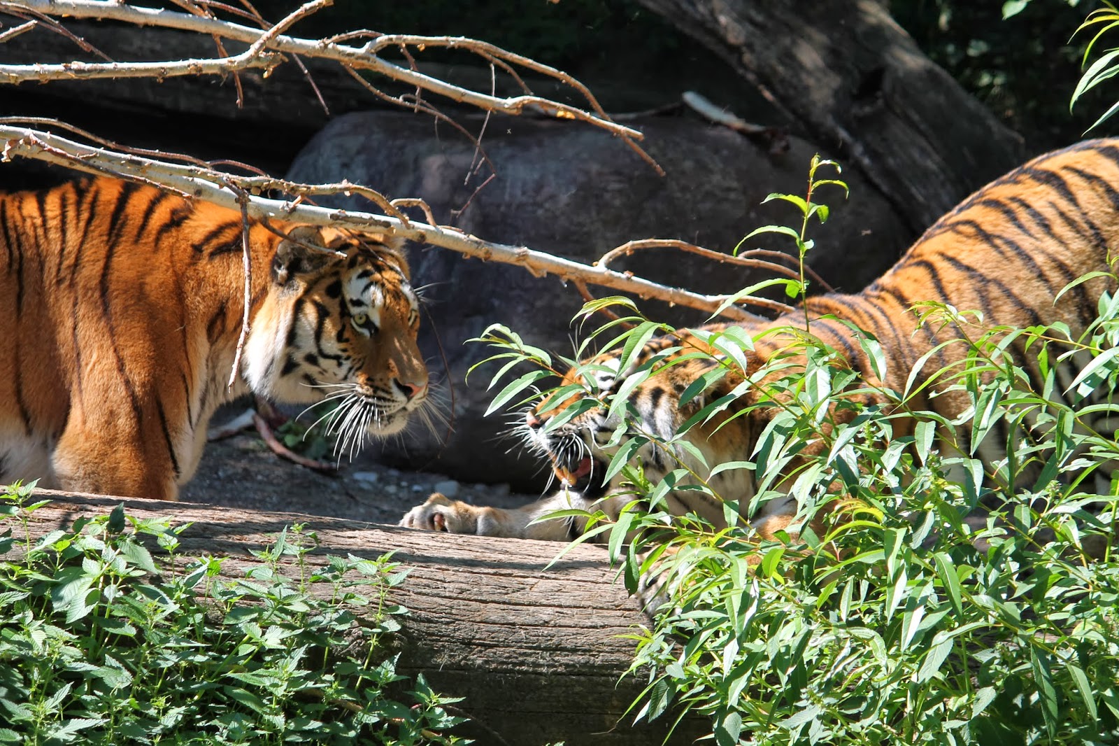 kultur und sehenswurdigkeiten zoo zurich