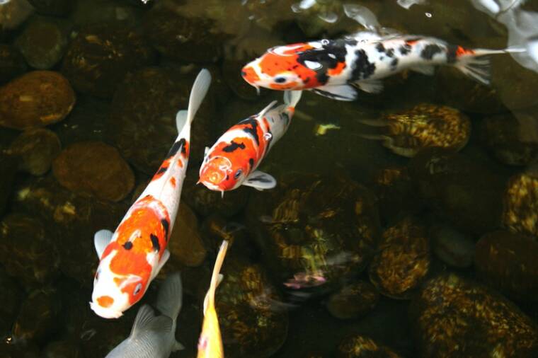 Real Koi Fish