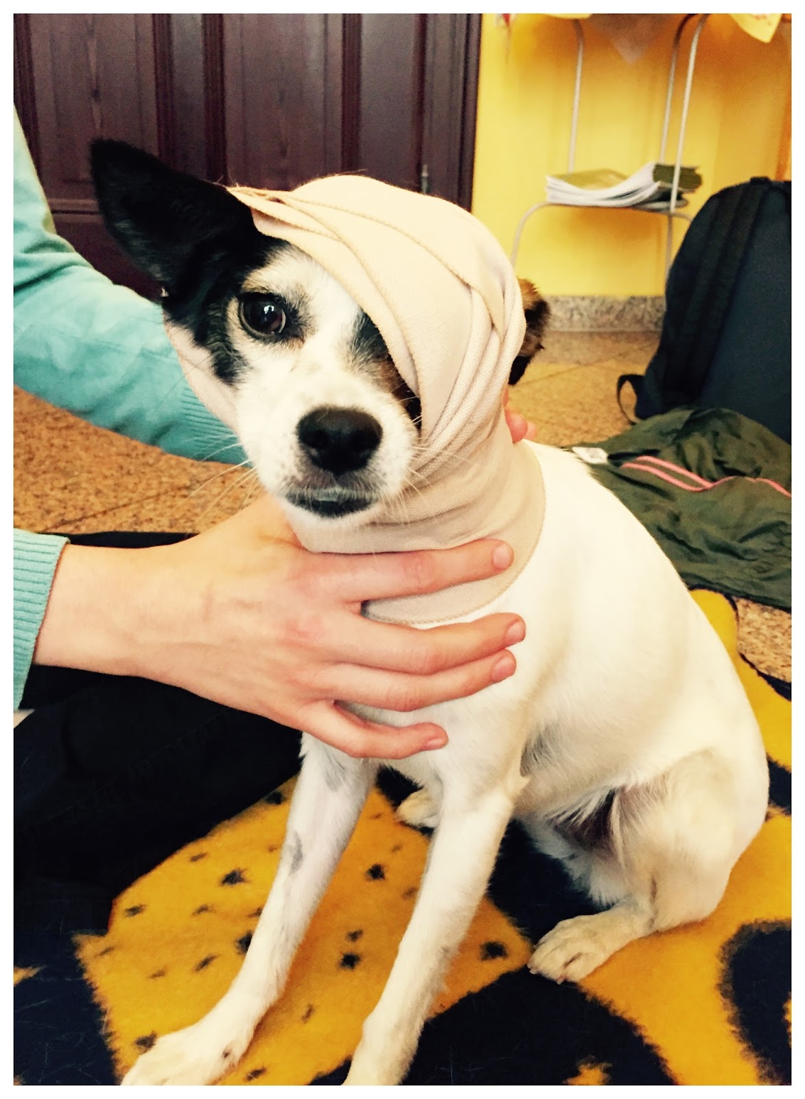 Serendipity is Life Erste Hilfe Kurs für Hunde Das haben wir gelernt