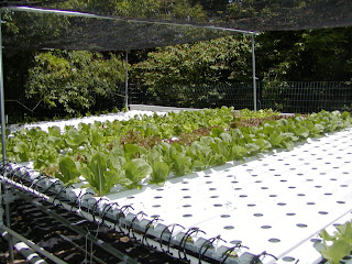 hydroponics.jpg