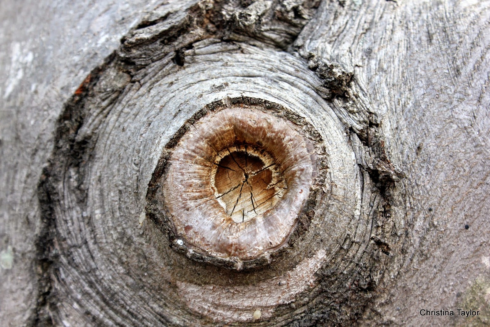 Glorious Creations: Big eye