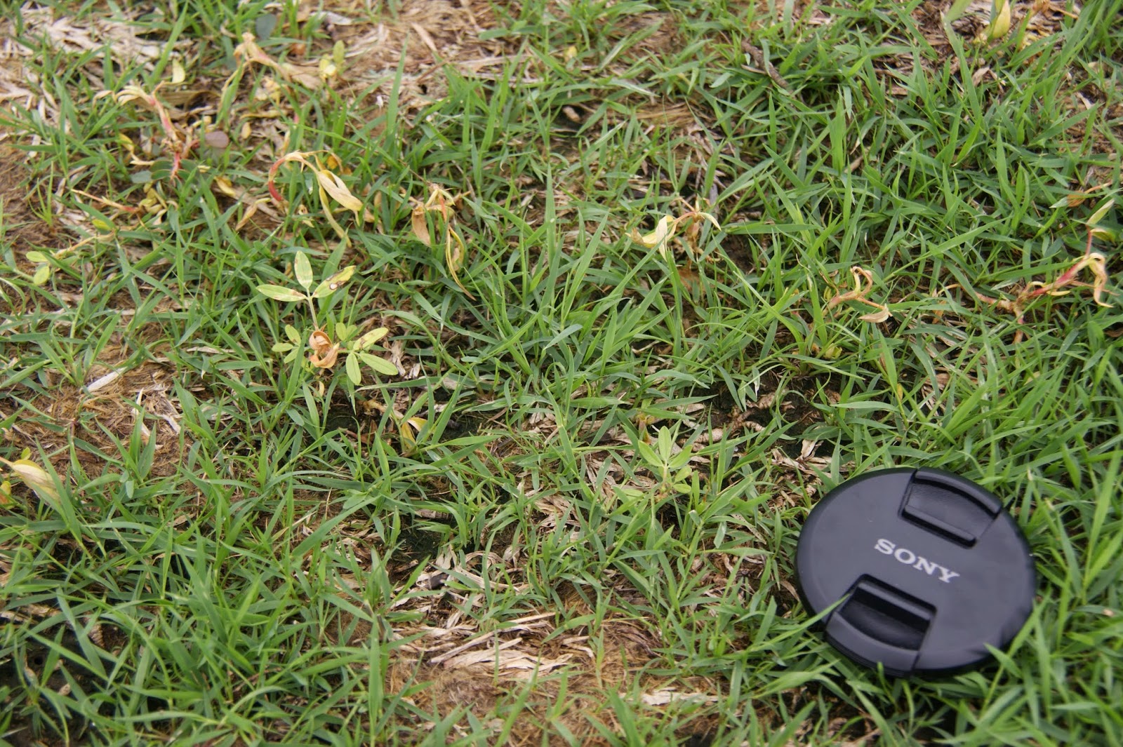 AboveCapricorn Zoysia Seed To Develop a New Sports Oval Part 2