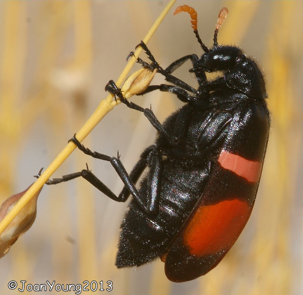 South African Photographs CMR Bean Beetle (Mylabris oculata)