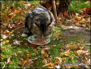 feral cat eating 