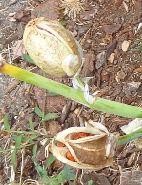 Growing Greener in the Pacific Northwest Iris Seeds / New Hybrids