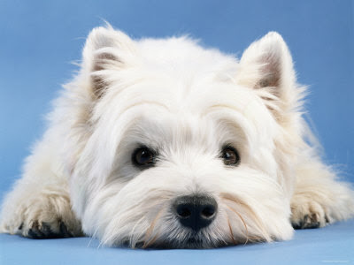 West Highland Terrier Puppy Photo