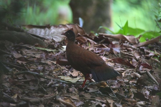 Sri Lanka Spurfowl