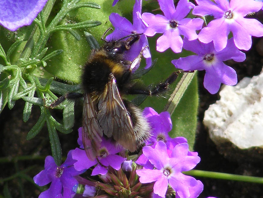 Loire Valley Nature Garden Bumblebee Bombus hortorum
