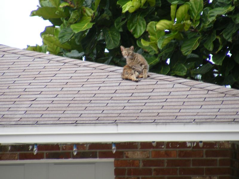 Cat On Tampa Roof