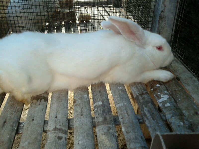 Peternak Kelinci Purbalingga Home Facebook