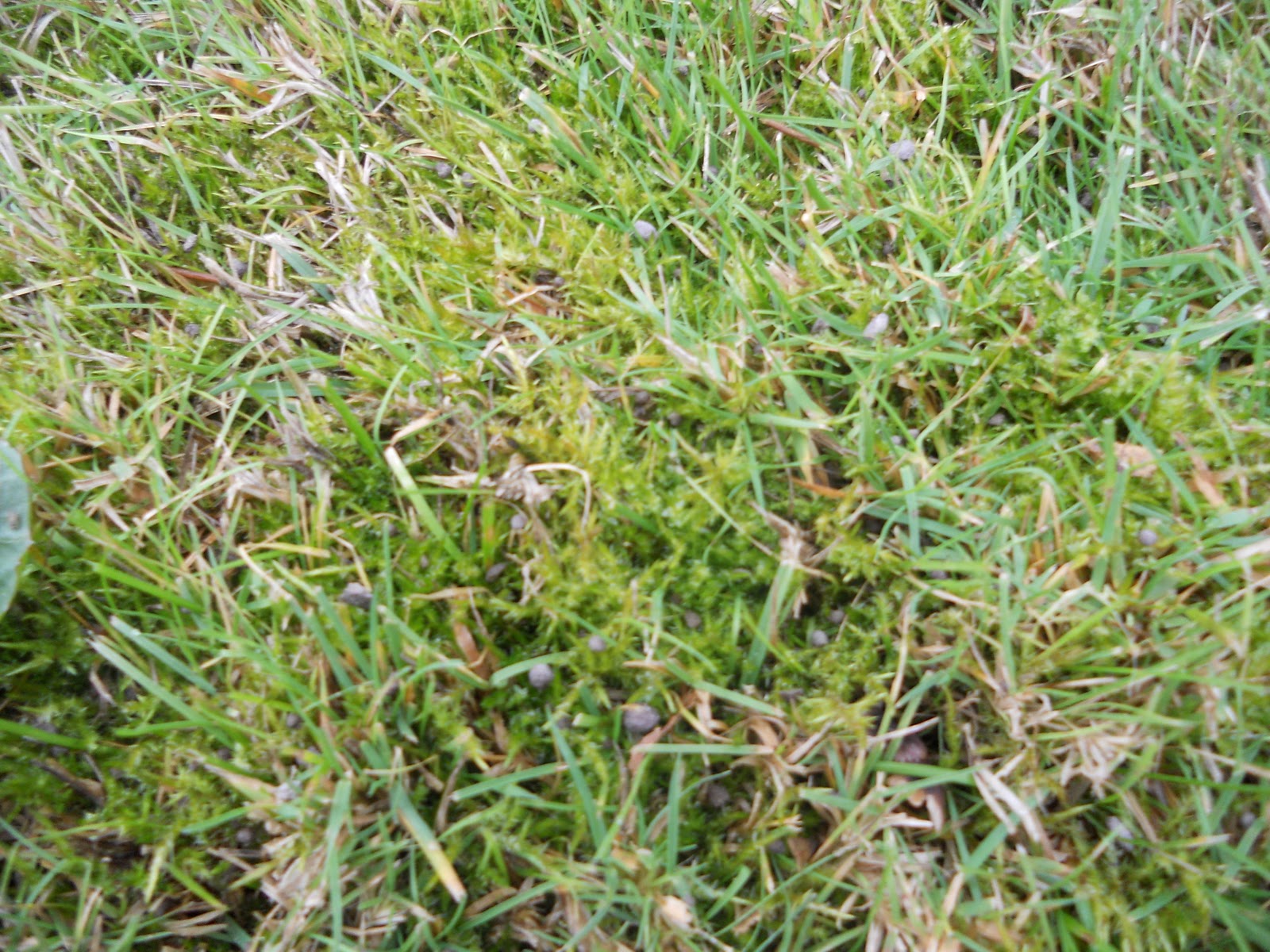 Northwest Garden Guide Moss Growing in the Sun?