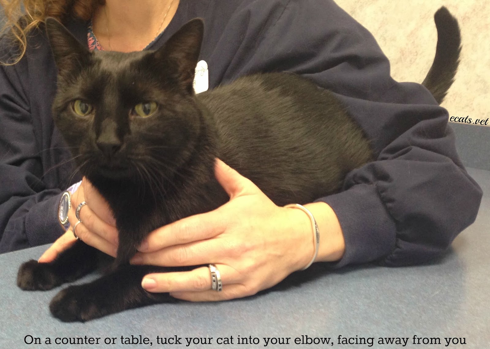 Exclusively Cats Veterinary Hospital Blog How To Give Your Cat