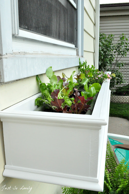 Just So Lovely Window Box Lettuce