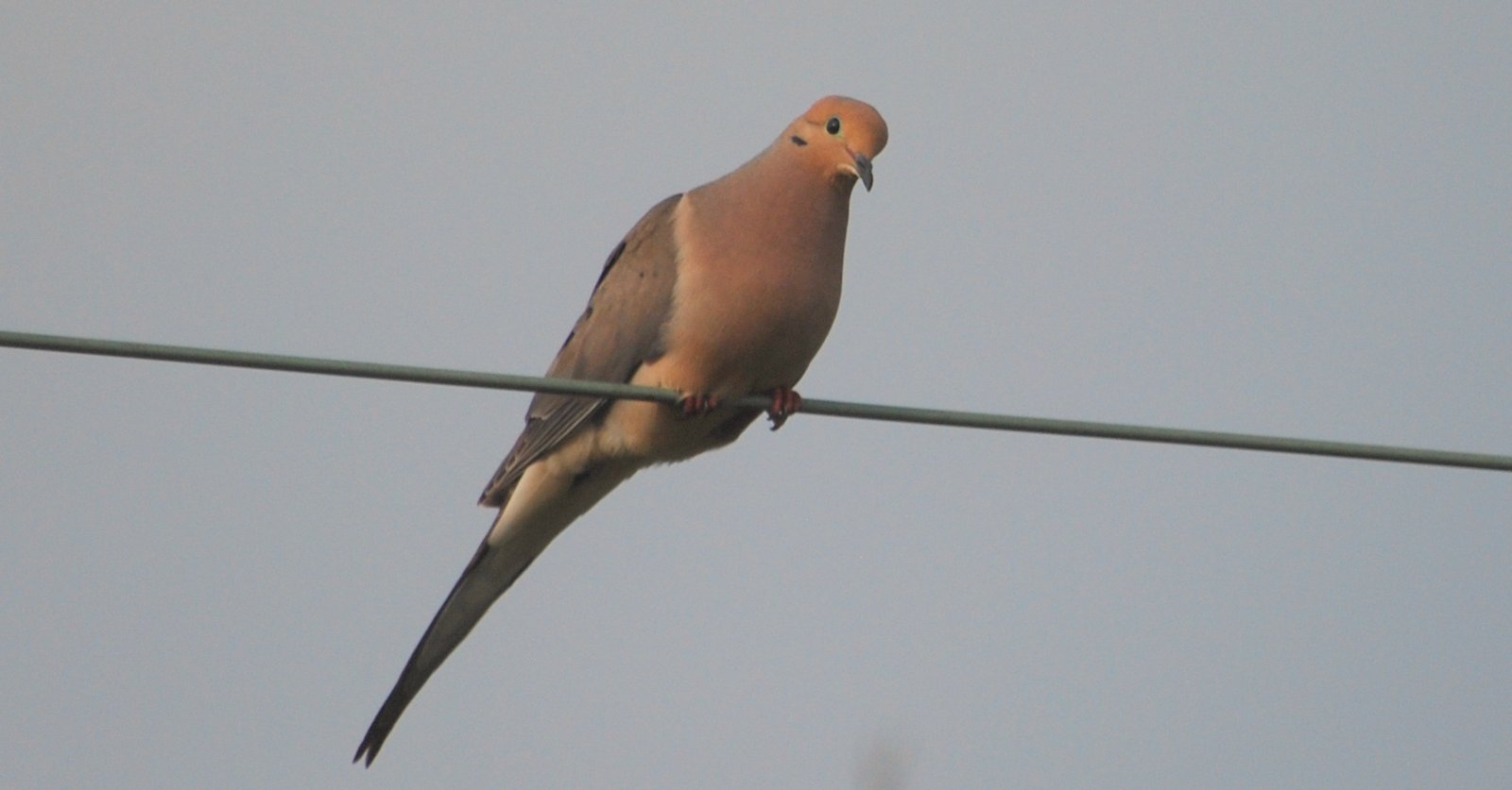 Eurasian CollaredDove vs Ringedneck Dove? Help Me Identify a Bird