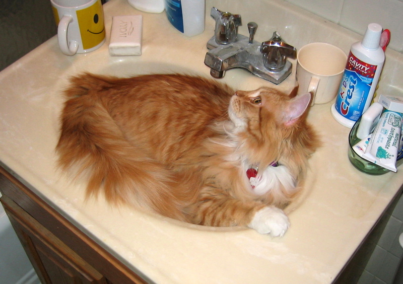 23 Cute Cats In Sinks 23 Pics Amazing Creatures