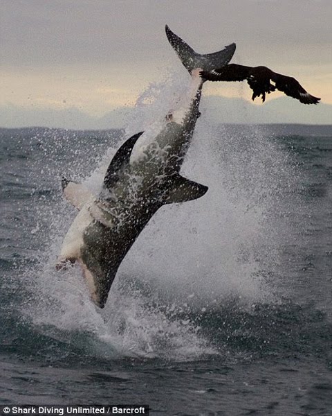 Military Pictures: 4 m great white shark leaping out of the water the