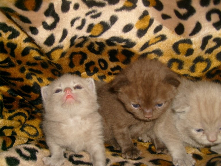 BRITISH SHORTHAIR WCF Federasyon secereli safkan British Shorthair