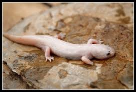 ANIMAL: Metamorfosis Ambystoma Mexicanum/Salamandra