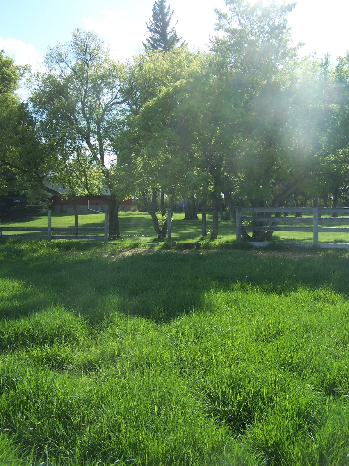 Prairie Winds Hampshires Greener Pastures
