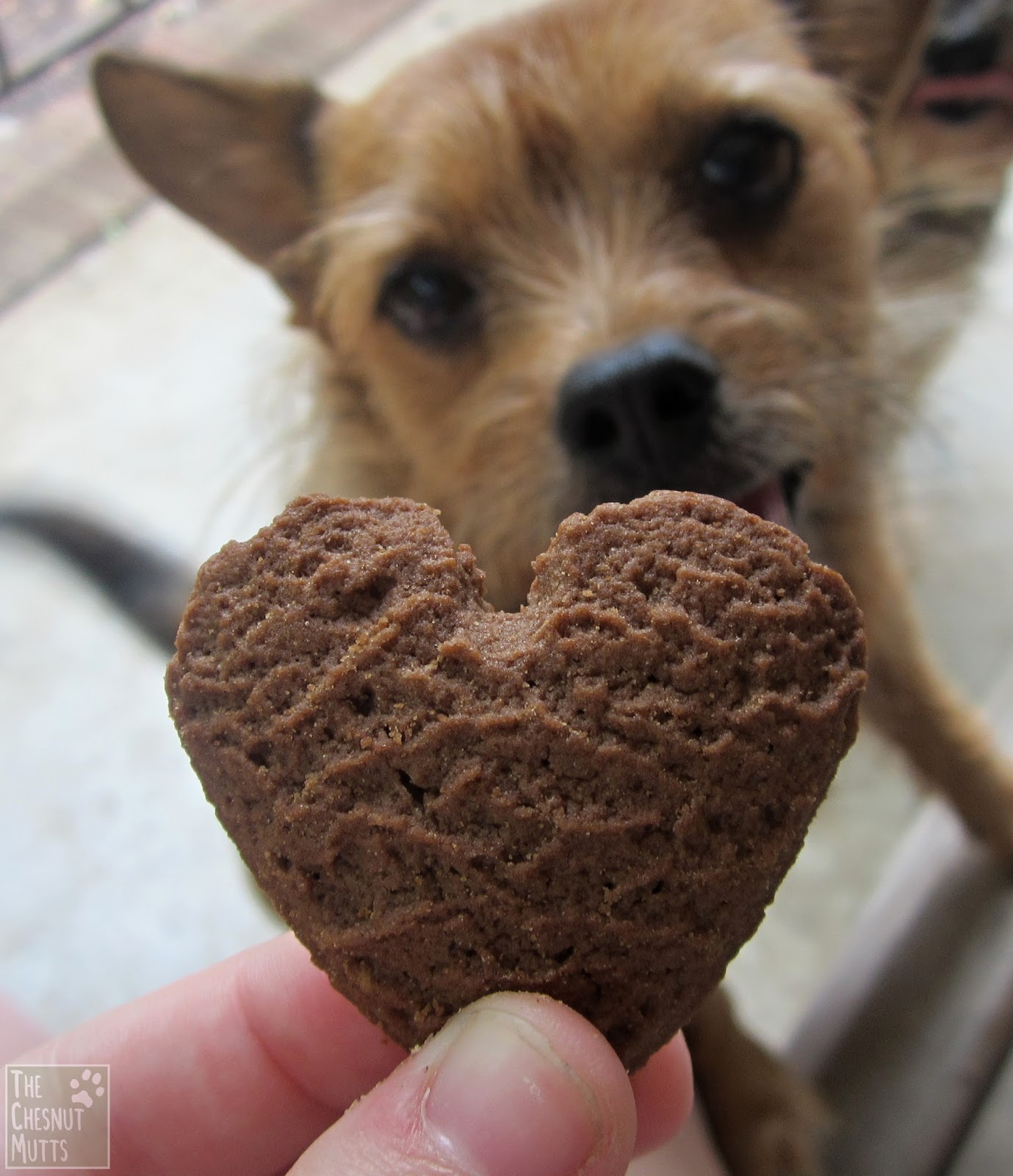 Review & Giveaway Paws Barkery Dog Treats The Chesnut Mutts
