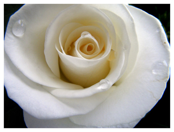 white rose