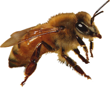 Minnesota Hygienic Italian Bee