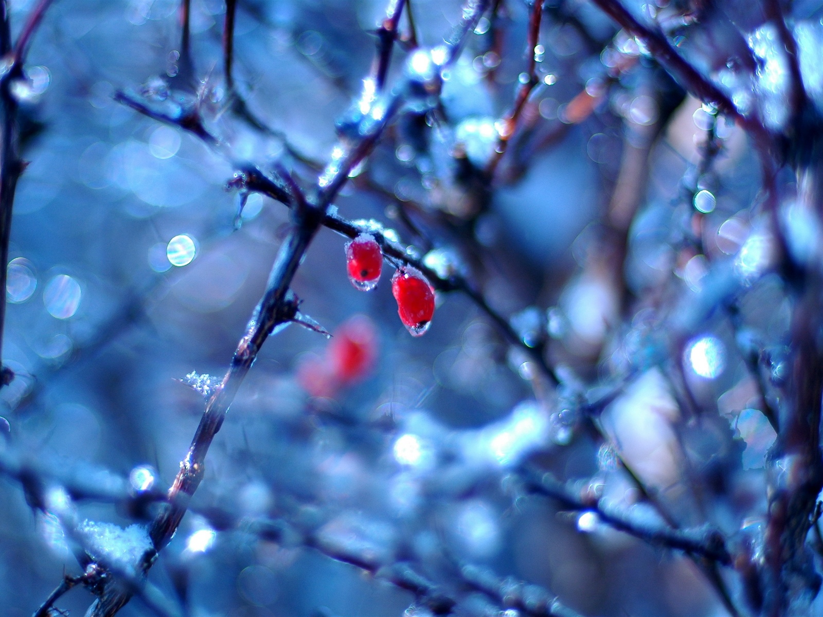 http://1.bp.blogspot.com/-rOrNPF2KqFc/TcecnJll2GI/AAAAAAAAAZc/wNv2jTU1z_0/s1600/nature_0038.jpg