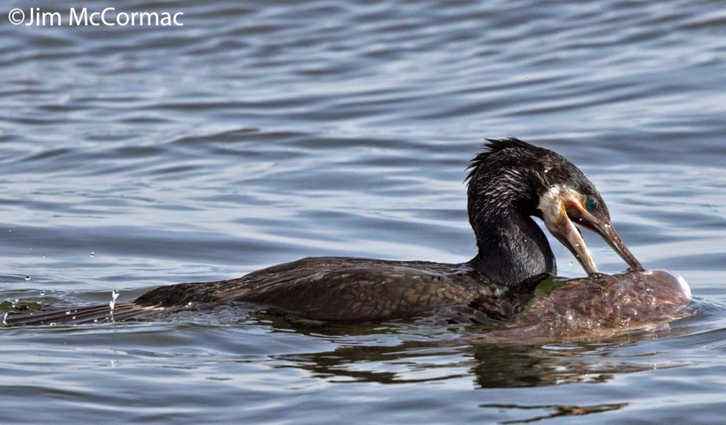 Ohio Birds and Biodiversity Cormorant battles giant fish!