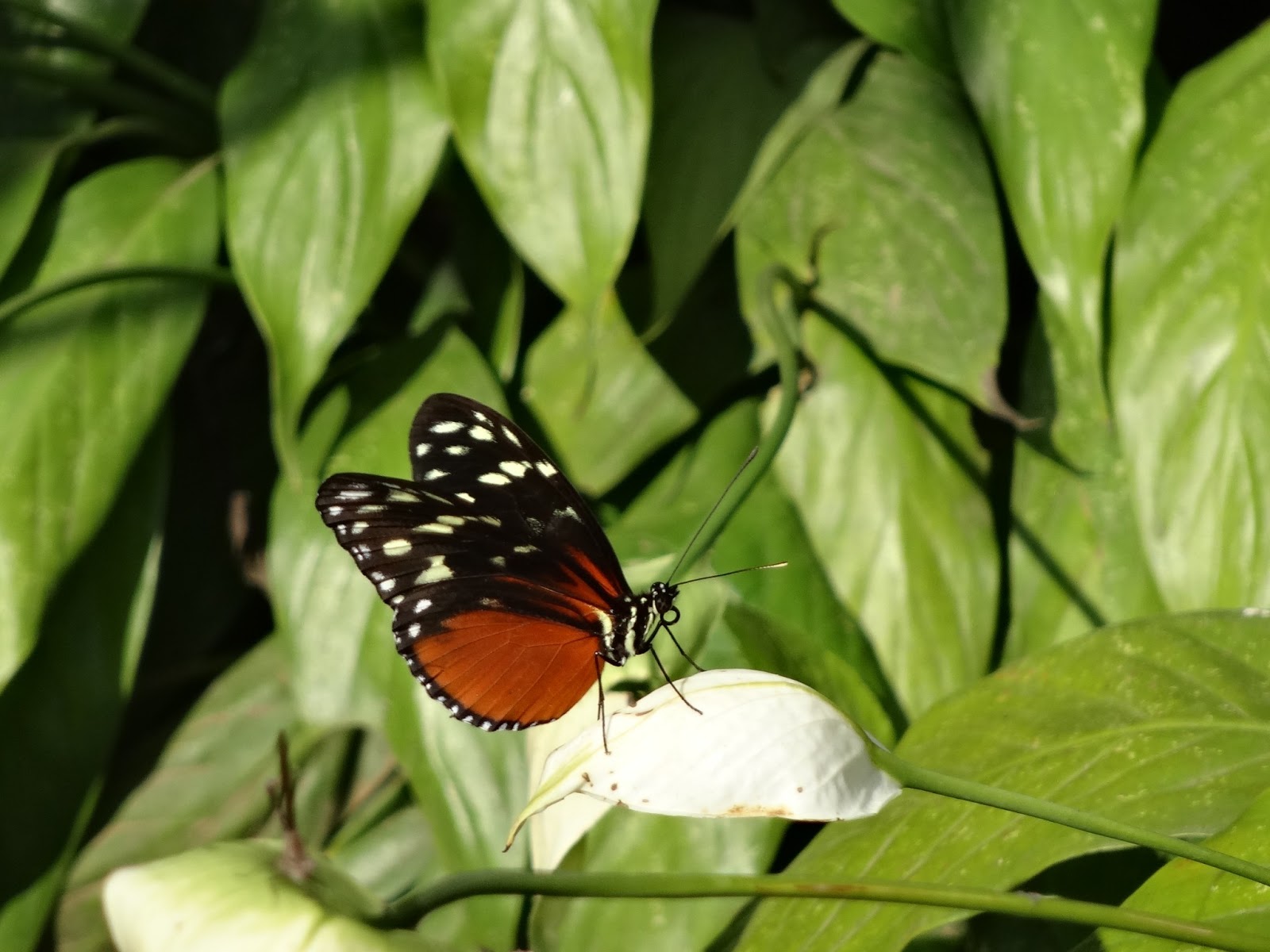 UM DIA APÓS O OUTRO SPIROGYRA BUTTERFLY GARDEN SAN JOSÉ, COSTA RICA