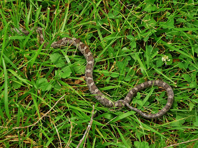 Juvenile Eastern Rat Snake