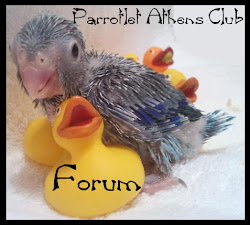 Parrotlet Athens Club - FORUM