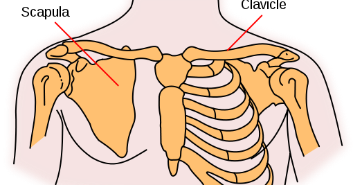 Pain Sensation: Collarbone Pain