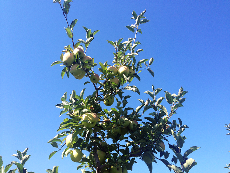 Golden delicious apple tree, fall, bright blue skies Golden delicious apple tree, fall, bright blue skies