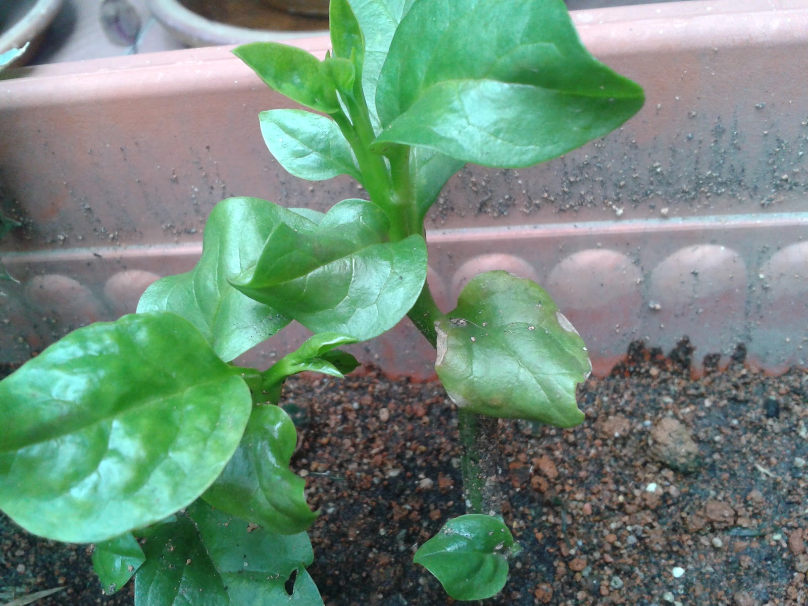 Home Science Experiment Growing Plants From Stem Cuttings Parenting