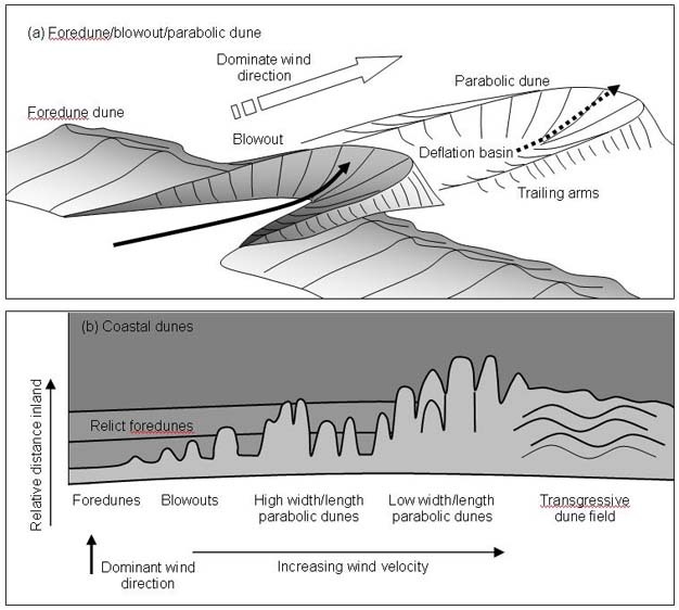 Landforms in the World Coastal and Oceanic Landform (21.Dune System)