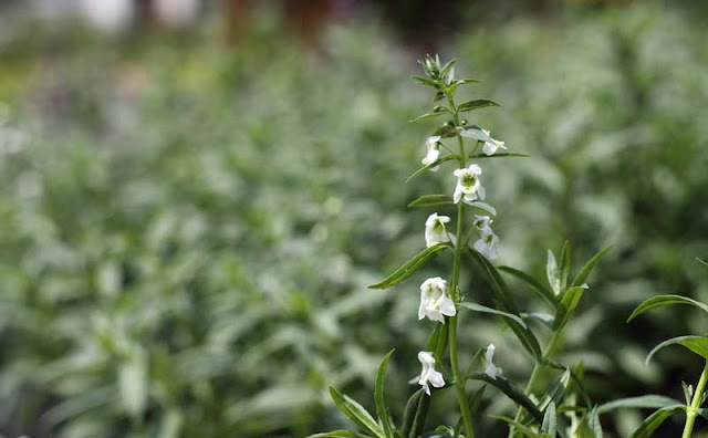 Angelonia Flowers Pictures